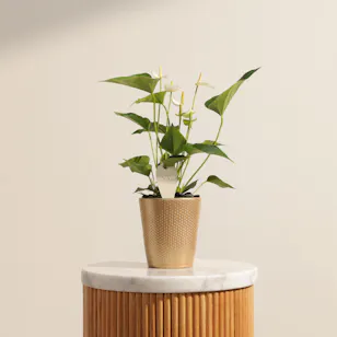 Fancy White Anthurium Plant