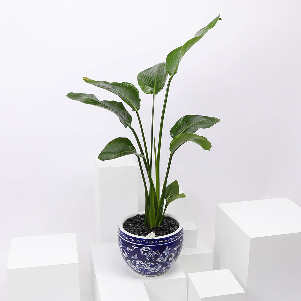 نبات ستريليتزيا نيكولاي 90 سم