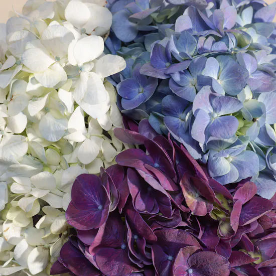 Whispers of Romance Hydrangea Vase