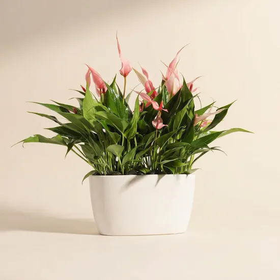 Anthurium lilli Pink