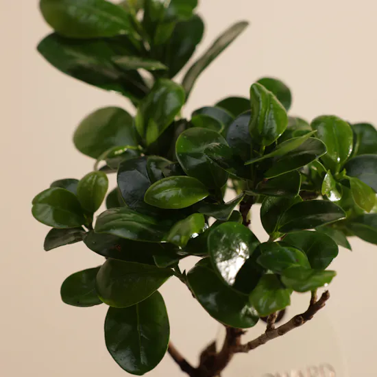 Magical Ficus Ginseng Plant