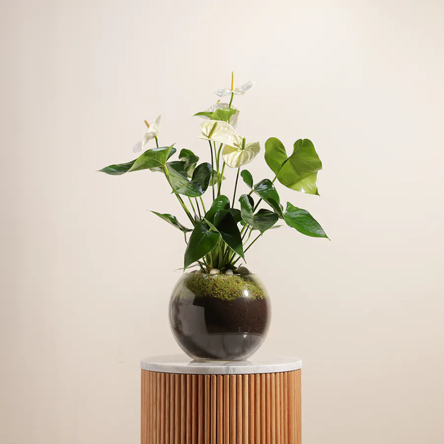 White Anthurium Montana 1