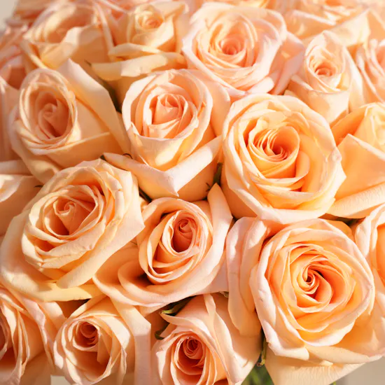 Stunning Peach Rose Vase | 50 Roses