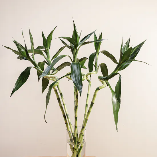Bamboo Plant Vase