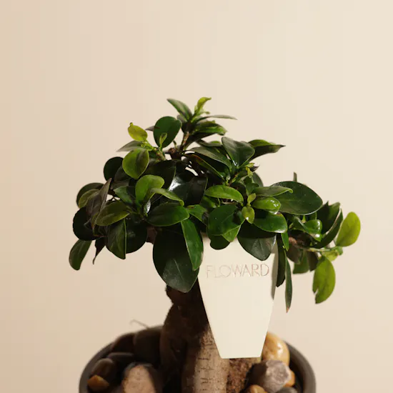 Emerald Serenity Ficus Ginseng
