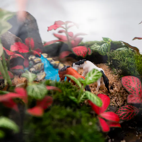 Little Green Forest | Closed Terrarium