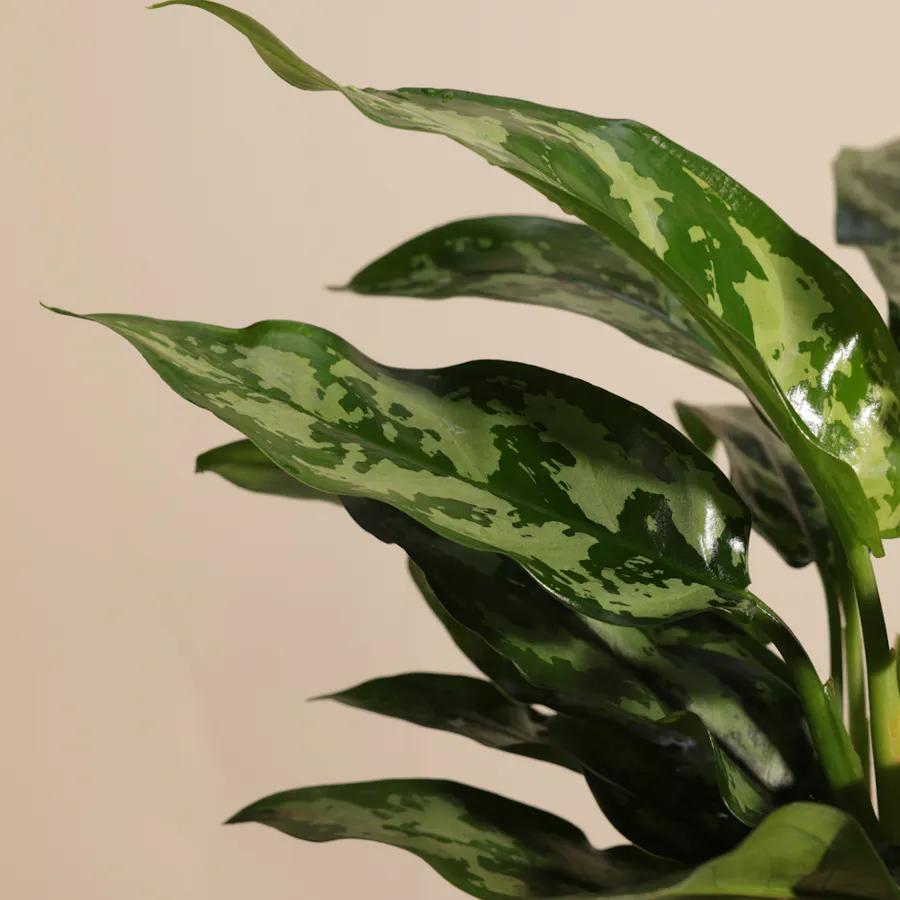 Botanical Aglaonema Maria Plant 4