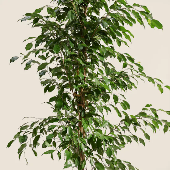Elegant Ficus Exotica Plant Pot
