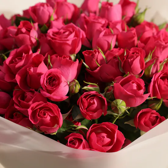 Fuchsia Enchantment Baby Rose Bouquet
