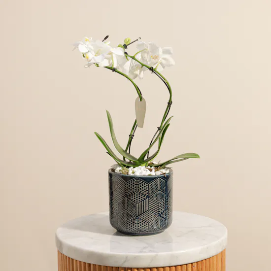Elegant White Phalaenopsis Plant