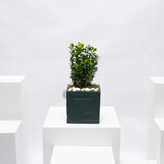 Buxus Sempervirens | Dark Green Pot