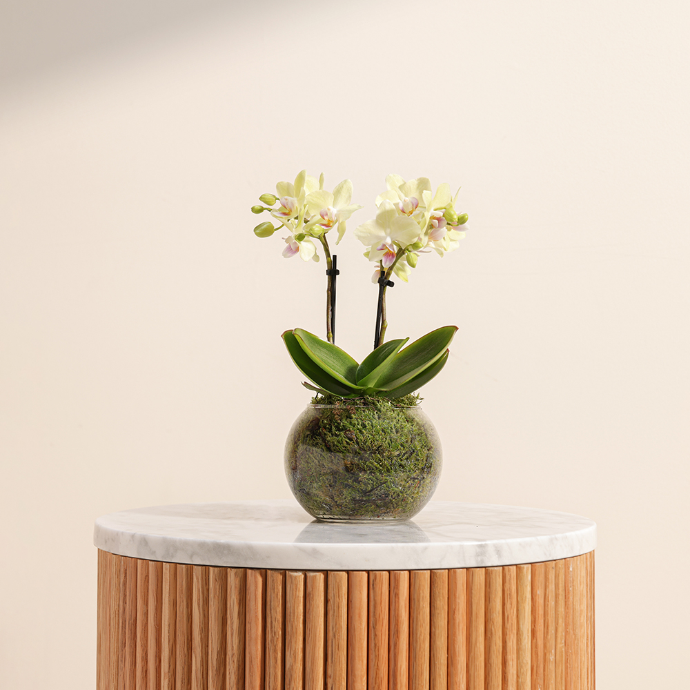 ميني اوركيد اصفر 