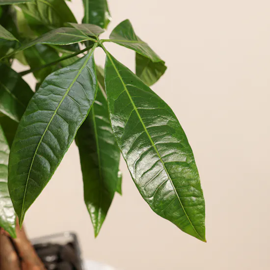 Pachira Aquatica