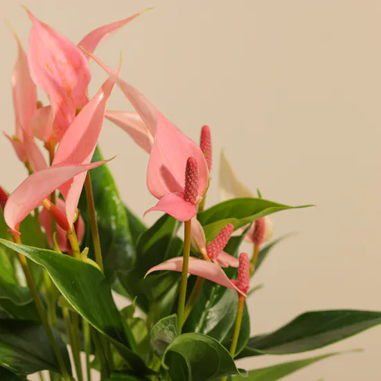 Lush Pink Anthurium Plant