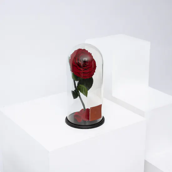 Preserved Rose | Glass Dome