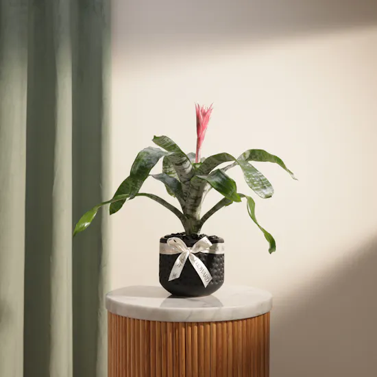 Exotic Rare Aechmea Plant