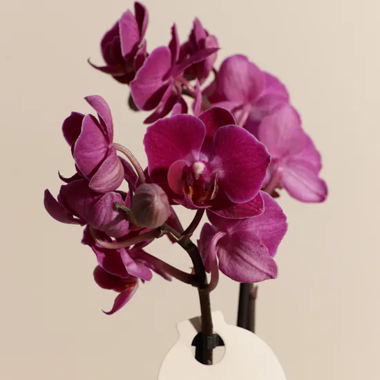 Small Purple Phalaenopsis Plant and Candle Tray