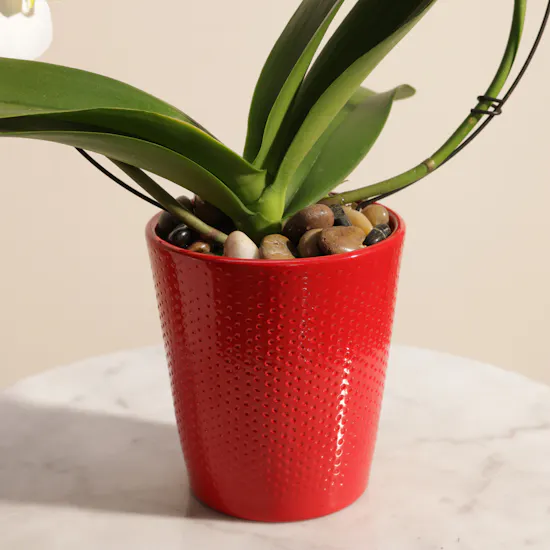 Fancy Bow Shaped White Phalaenopsis Plant