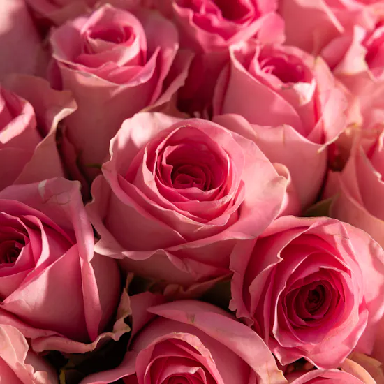 50 Charming Revival Rose
