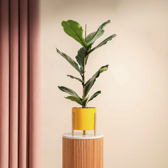 Ficus Lyrata Plant
