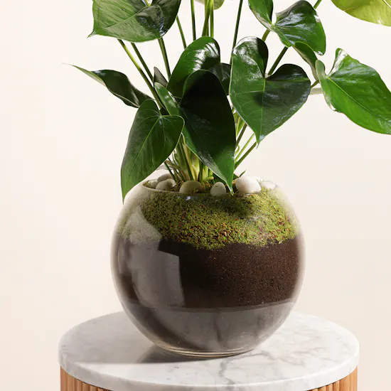 White Anthurium Montana