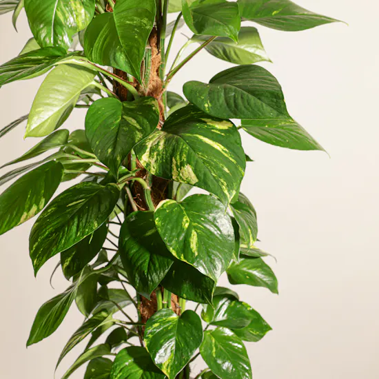 Lush Green Big Epipremnum Plant