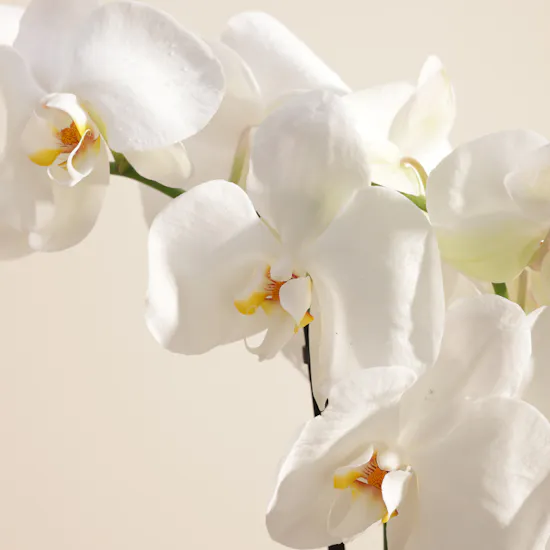 Summer Breeze White Tall Phalaenopsis Plant
