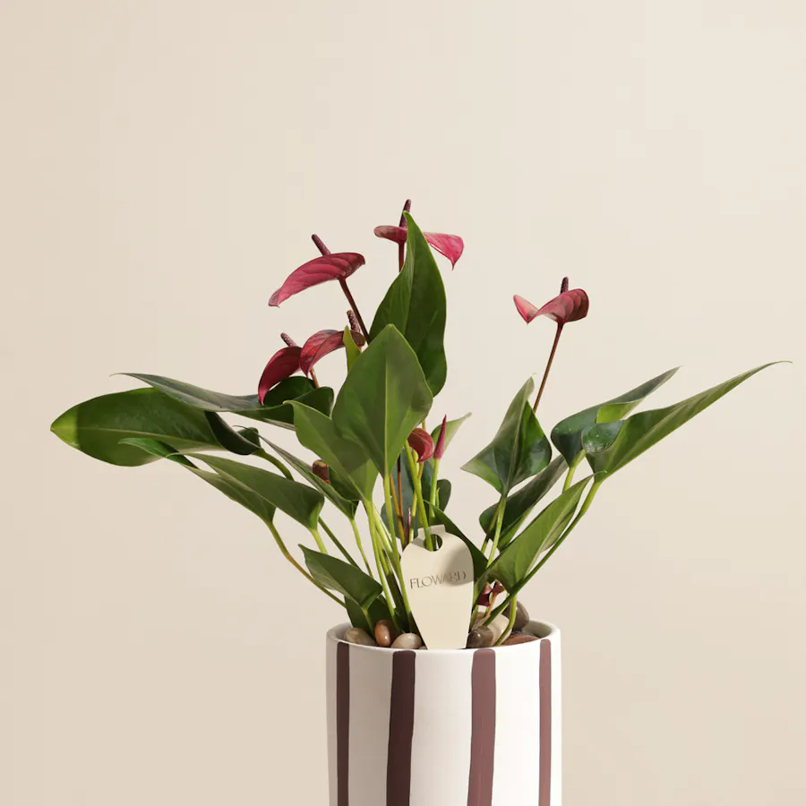 Spark Purple Anthurium Plant  4
