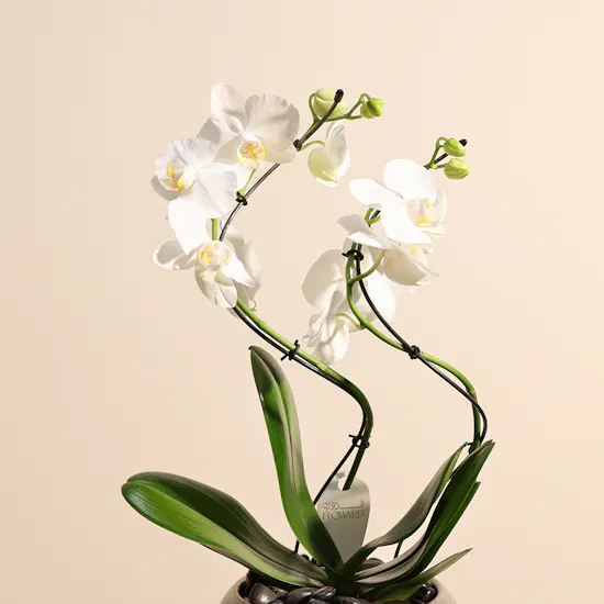 Elegant Zigzag Orchid Plant
