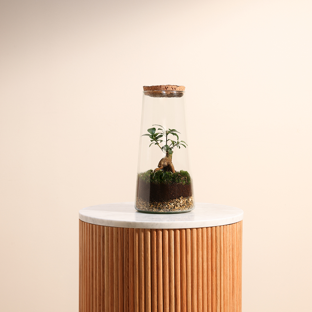 Ficus Microcarpa Inside Succulent