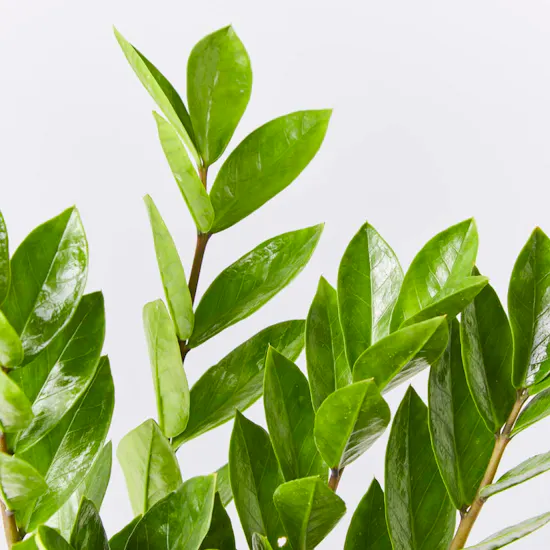 ZZ Plant
