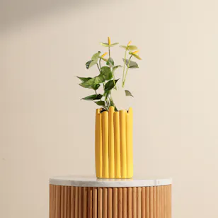 Fancy Yellow Anthurium Plant