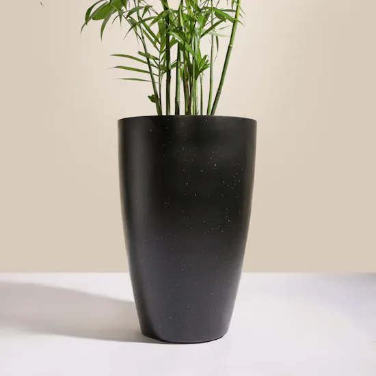 Elegant Chamaedorea Seifrizii Palm Pot