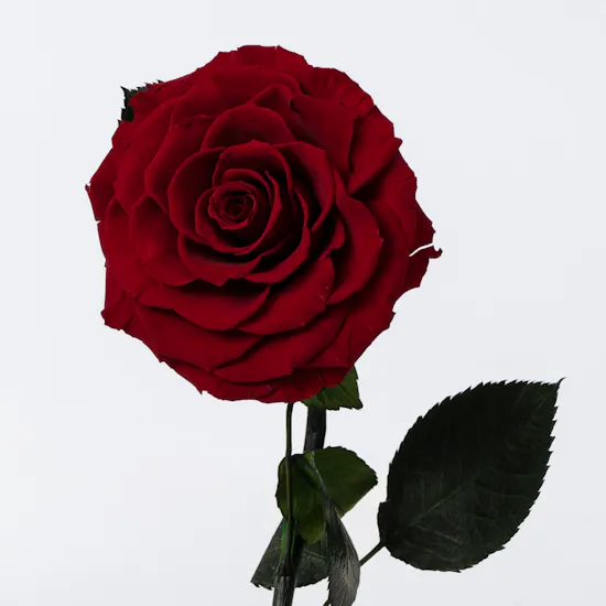 Preserved Rose | Glass Dome
