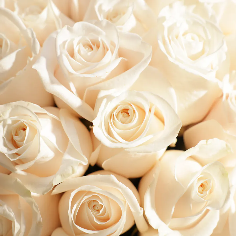 Elegant White | 100 Rose Bouquet 4
