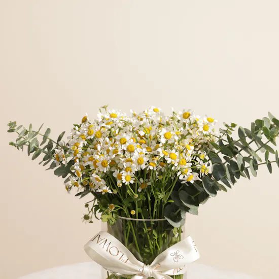 Abucci Founding Day Chocolate Box | Spring Chamomile Flower Vase