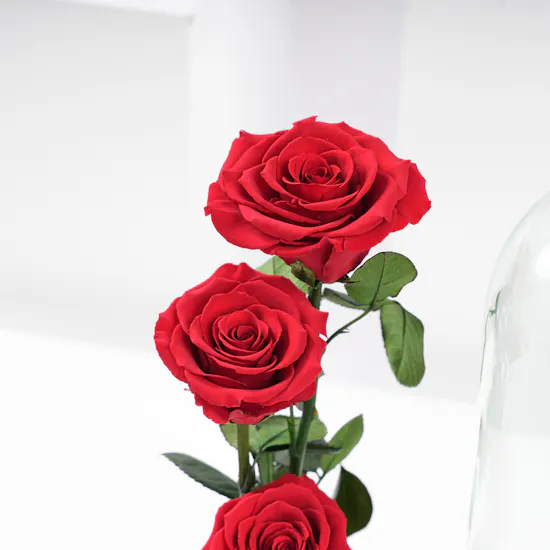 Red Preserved Roses