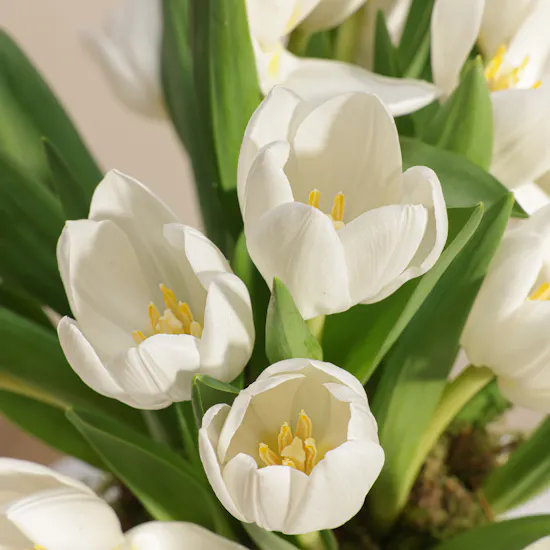 White Tulip Flowers Box