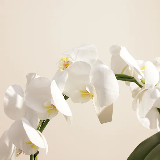 Fancy Bow Shaped White Phalaenopsis Plant