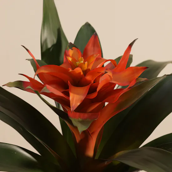 Joyful Orange Guzmania Plant