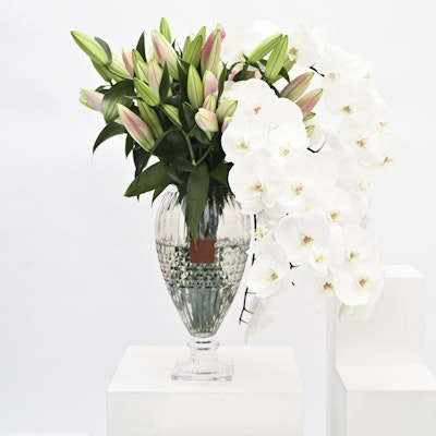 White Orchids | Pink Lilies