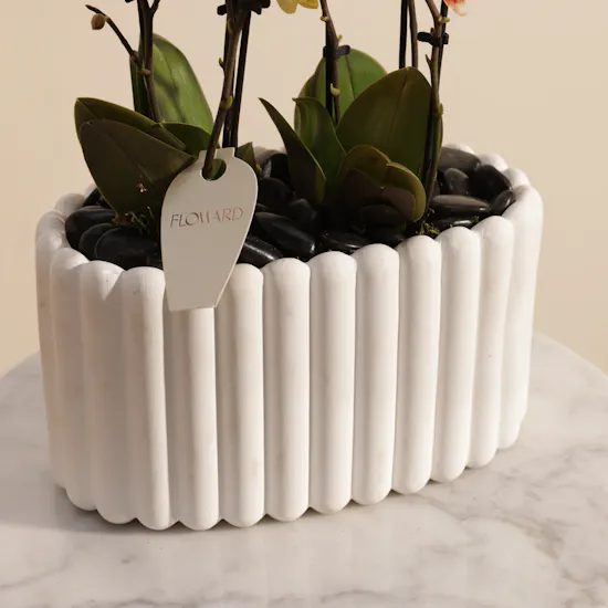Double Yellow with Orange Dots Phalaenopsis Plants
