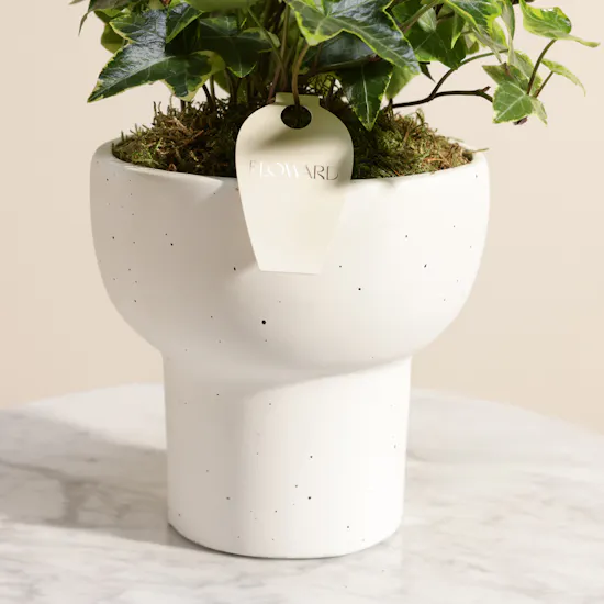 Unique Hedera Helix Plant