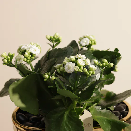 Delight White Kalanchoe Plant