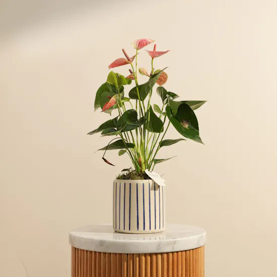 Elegant Pink Anthurium Plant with Blue Stripes Ceramic Vase
