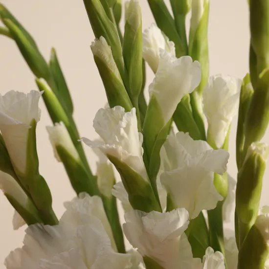 Pure Flowers Bouquet