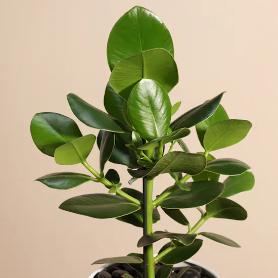 Clusia Rosea Princess Plant