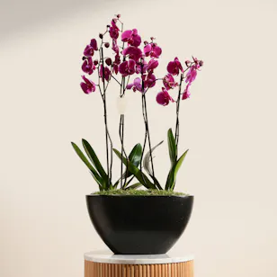 Spark Purple Orchid Plant Spark Purple Orchid Plant