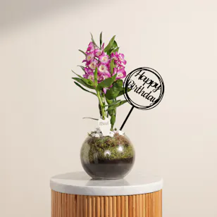 Dendrobium Birthday Plant 