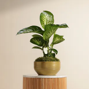Green Dieffenbachia Plant